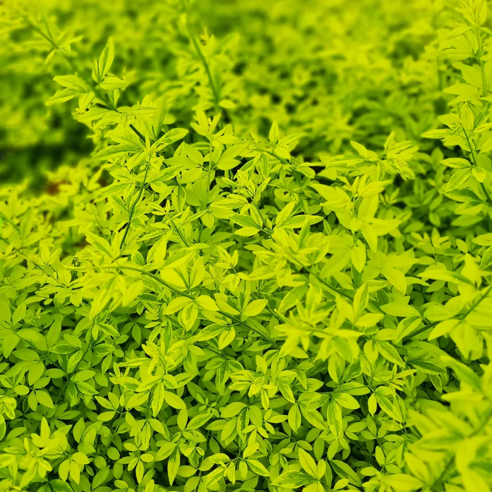 Jasmin primevère Gold Touch® Jasminum mesnyi Gold Touch