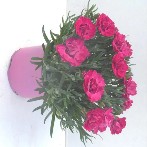 Oeillet nain multicolore. Le pot de 10,5 cm