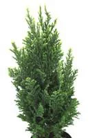 Chamaecyparis Law Elwoodii - Le pot de 10,5 cm