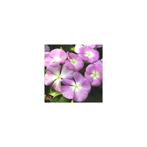 Pervenche de Madagascar - La barquette de 6 plants
