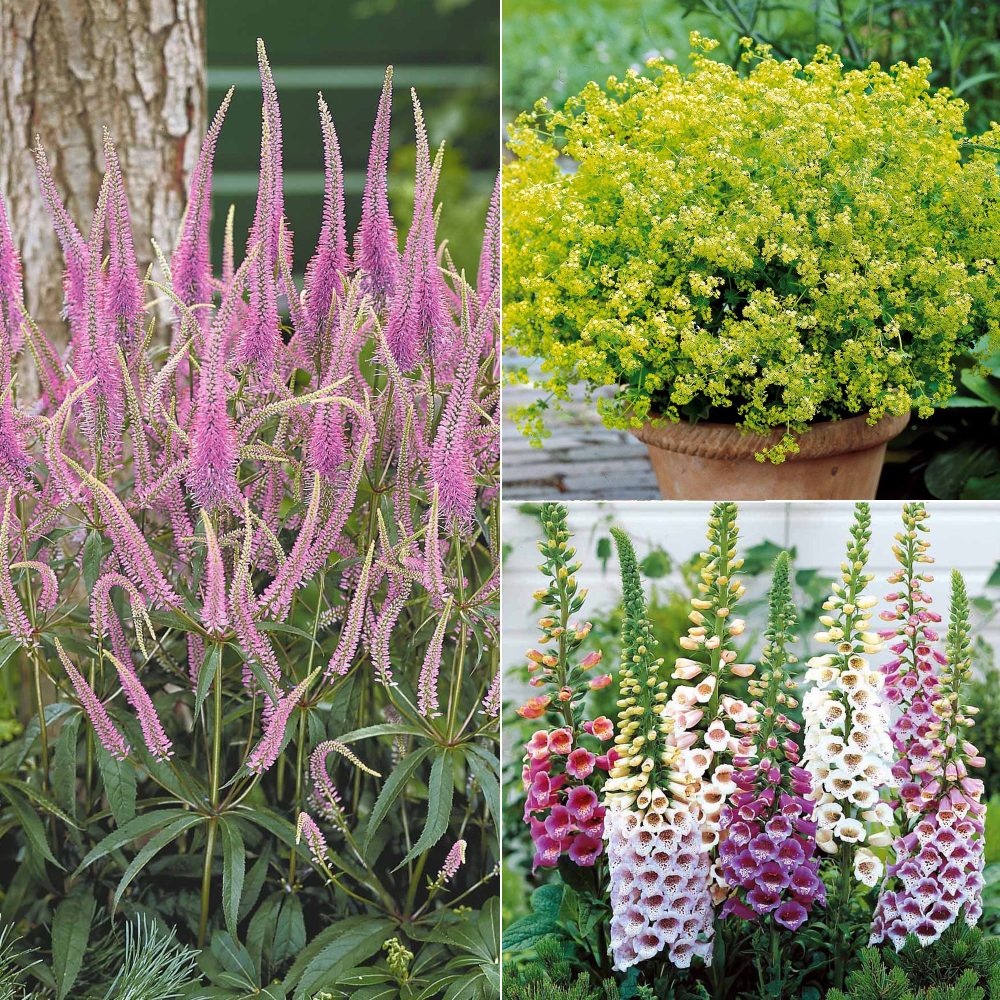 Collection de 9 plantes vivaces pour la mi-ombre Veronicastrum virginicum, digitalis purpurea, alchemilla mollis