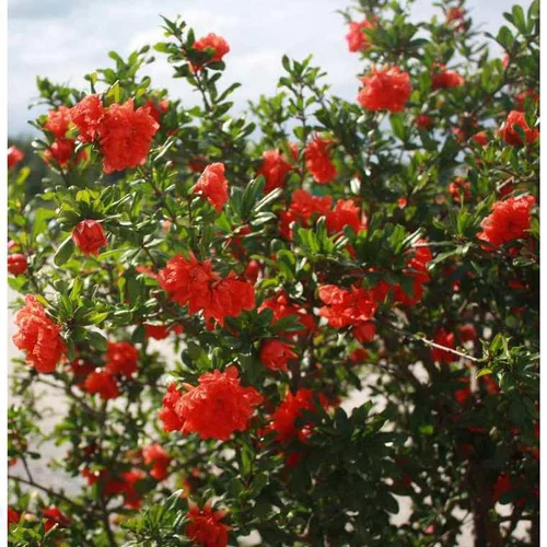 Grenadier Pleniflora orange. Le pot de 3 litres