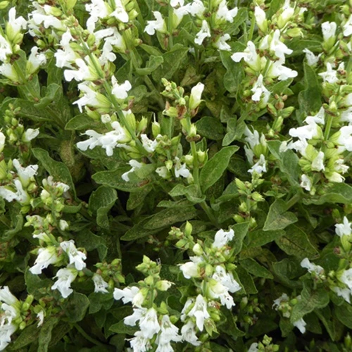 Sauge officinale à fleurs blanches Salvia officinalis albiflora