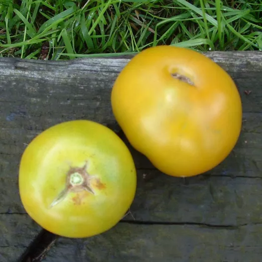 Bio zaden van Tomaat Lime Green