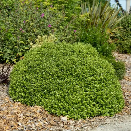 Pittosporum tenuifolium Beach Ball Trew01. Le pot de 3,5 litres
