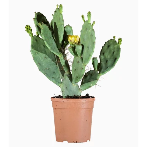 Opuntia Varie (Cactus raquette) en pot de 2,5 L vert