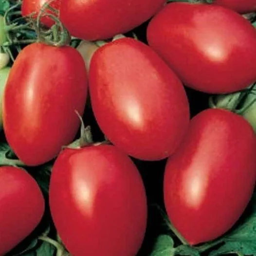 Biologische zaden van Tomaat Olivette rose