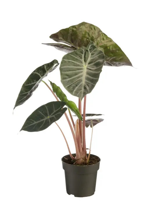 Alocasia Pink Dragon vert. Le pot Ø 19 cm