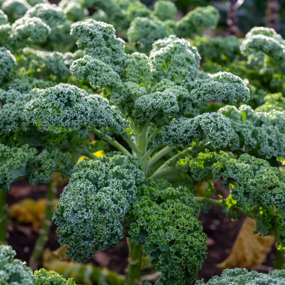 Chou frisé d'automne tardif Westlandse Herfst - Chou Kale Brassica oleracea sabellica Westlandse Herfst