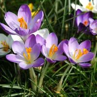 Crocus - Le pot de 10.5 cm