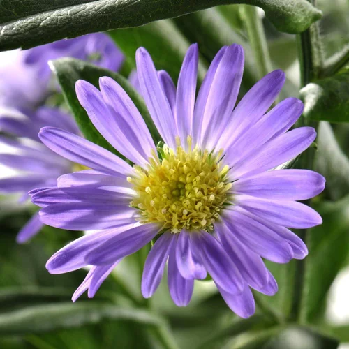 Aster. La coupe de 27 cm