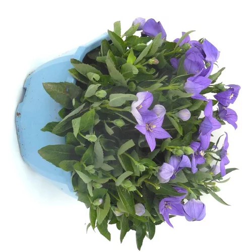 Platycodon Grandiflorus - Le pot de 4 litres