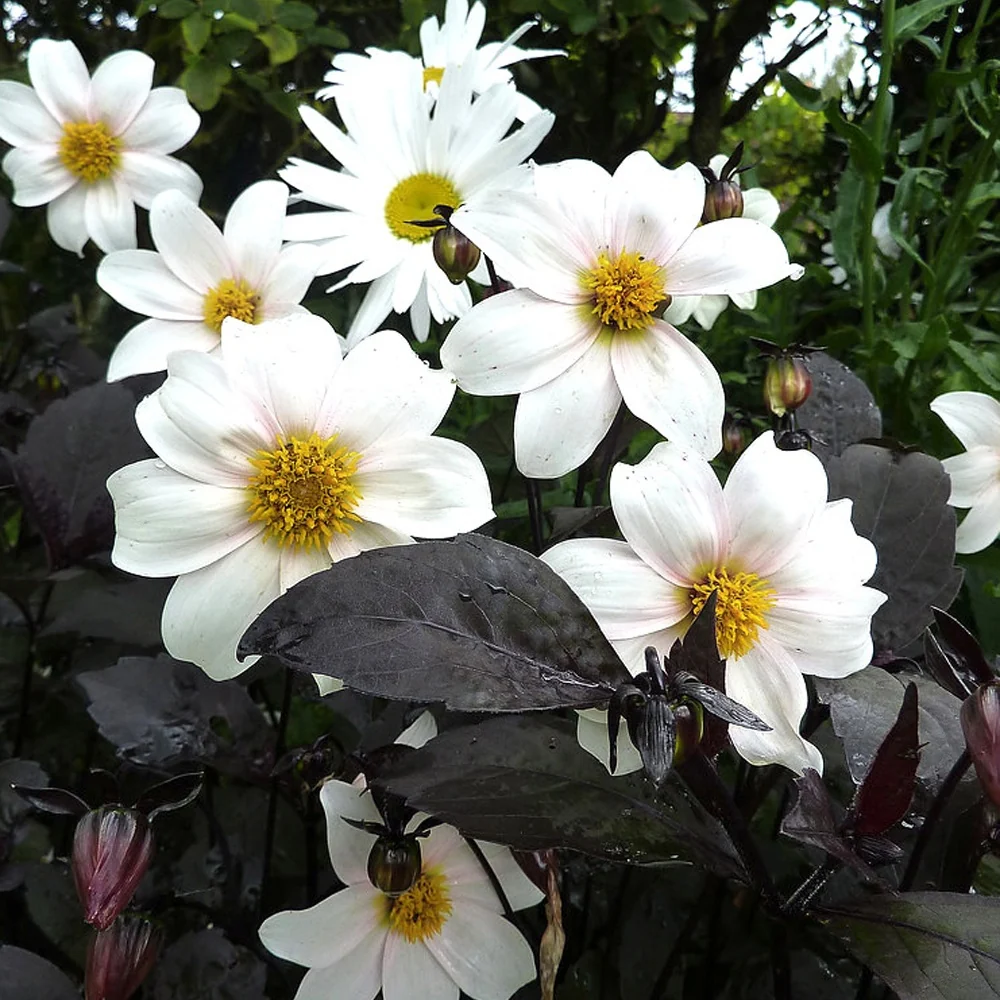 Dahlia Twyning's After Eight Dahlia 'twyning's after eight'