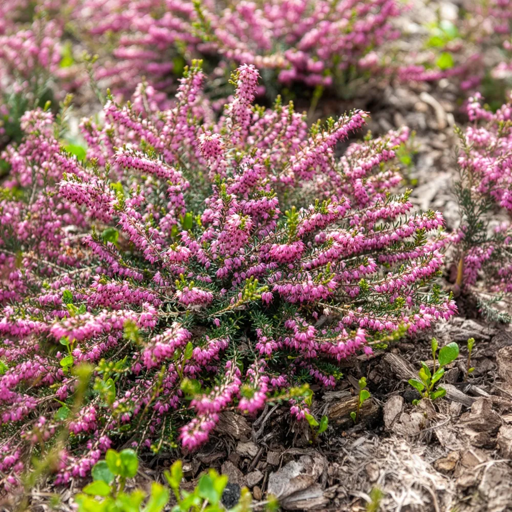 Bruyère d'hiver Ghost Hills Erica darleyensis ghost hills