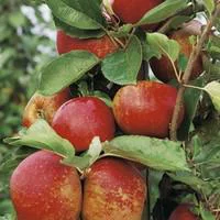 Pommier Belle De Boskoop. En racine nue, forme gobelet