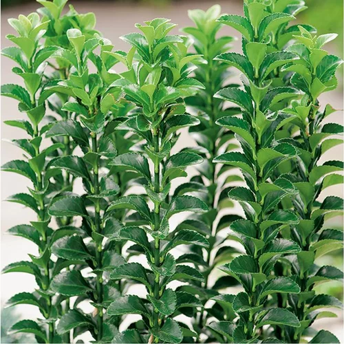 Fusain Japonicus Benkomoki vert en pot de 3 litres