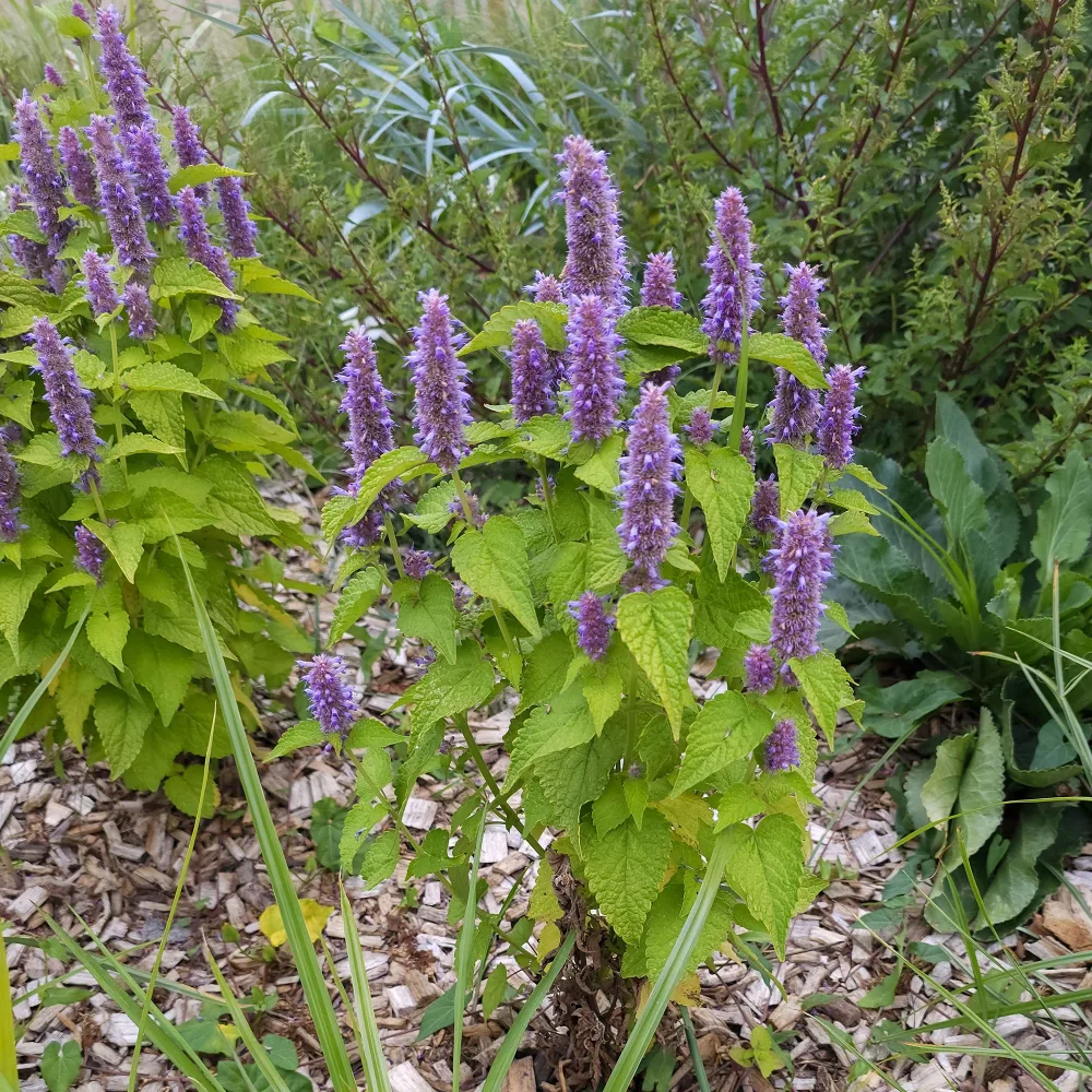 Agastache fenouil Golden Jubilee Agastache rugosa Golden Jubilee