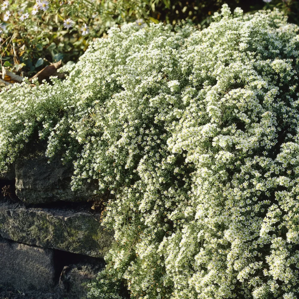 Aster éricoïde Snowflurry Aster ericoides Snowflurry