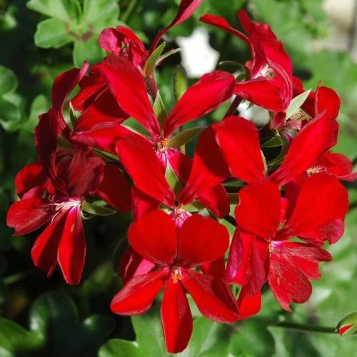 Géranium Lierre Simple à fleurs multicolores - Le pot de 2 litres