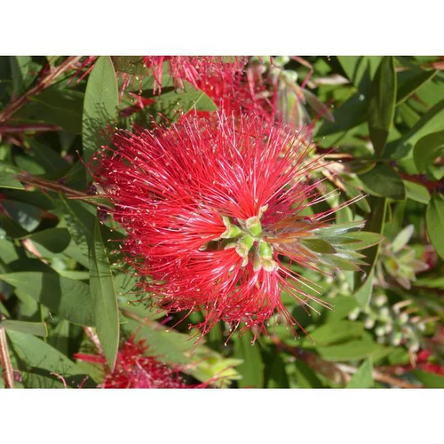Callistemon Vimimalis Red Star en pot