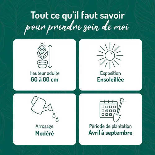 Agave Geminiflora botanic®. Le pot de 15 litres