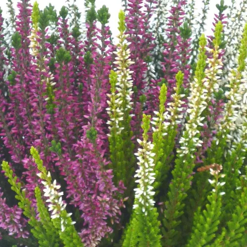 Callune ou Bruyère commune à fleurs roses - Le pot de 0,5 litre