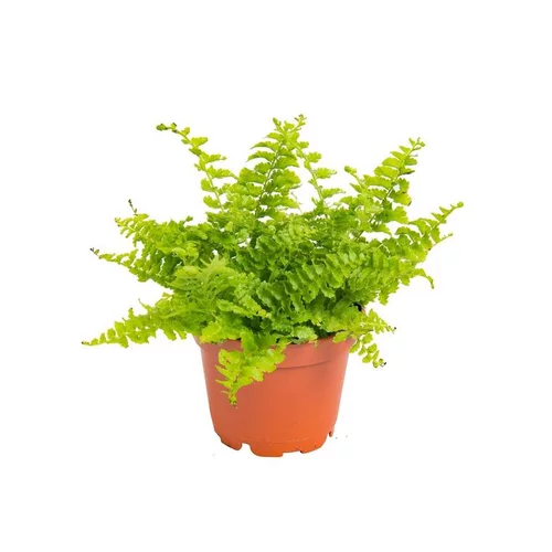 Nephrolepsis en pot Ø 6 cm