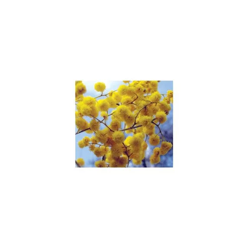 Acacia Dealbata Greffe – Pot de 5L