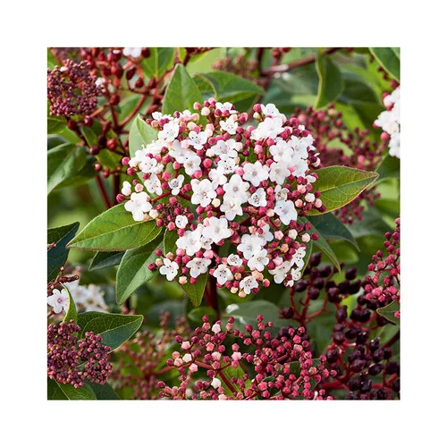 Viburnum Tinus Spirit – Pot de 3L
