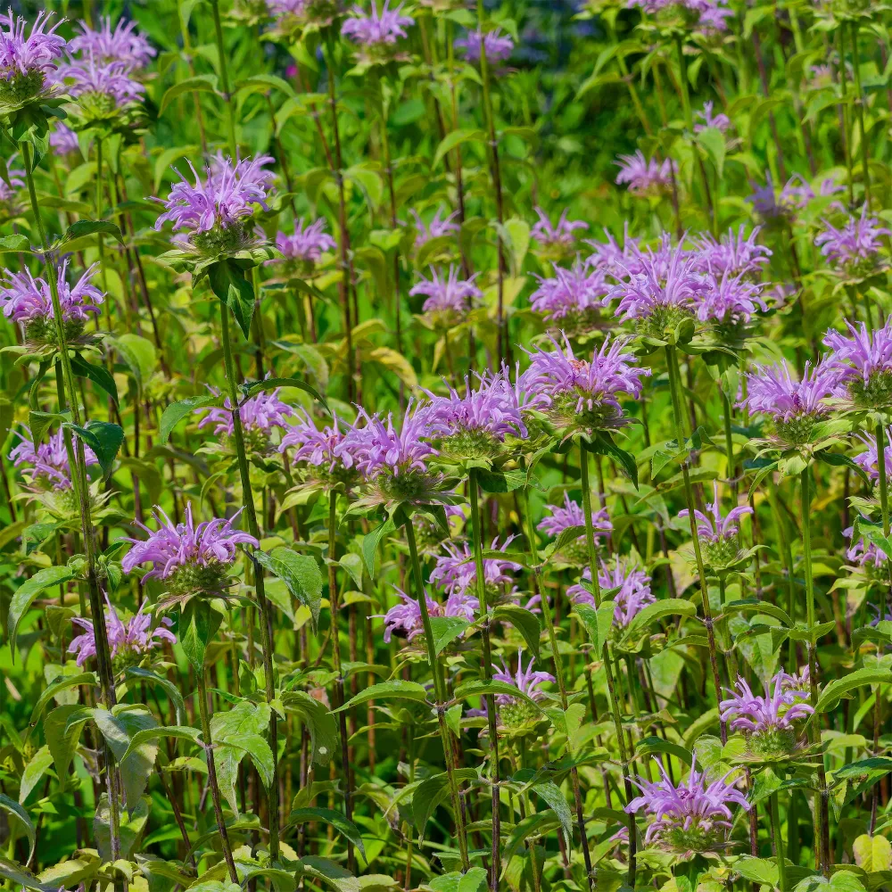 Monarde à feuille de menthes Monarda fistulosa ssp menthifolia
