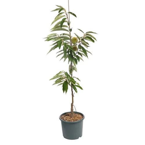 Chataignier Marron De Redon Baliveau. Le pot de 15 litres
