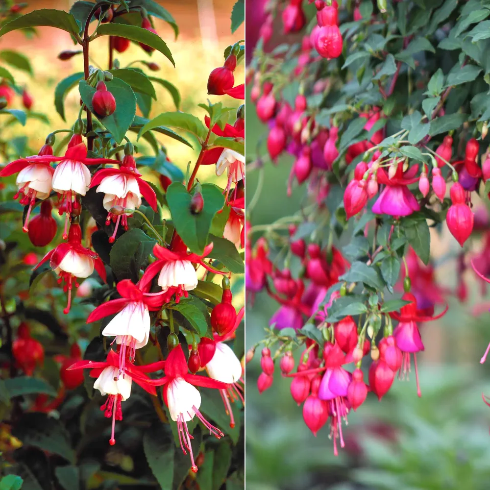 6 Fuchsias rustiques en mélange Fuchsia Mme Cornelissen, Brilliant