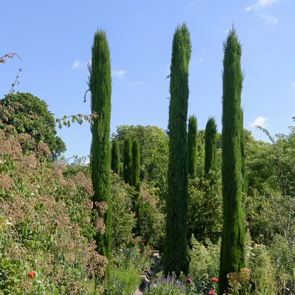 Cyprès d'Italie Stricta Cupressus sempervirens Stricta