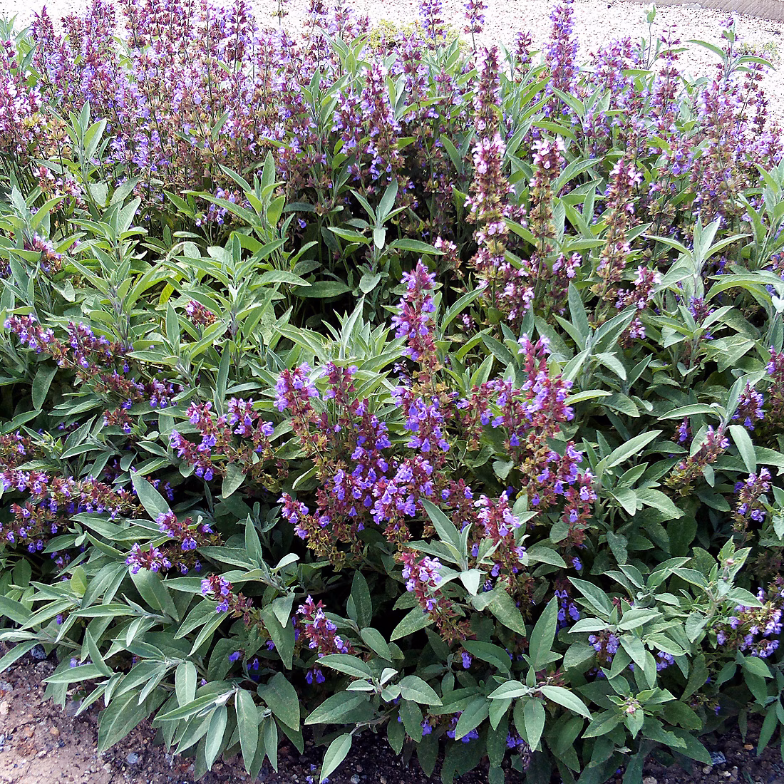 6 x Sauge officinale – Salvia officinalis, godet 9cm x 9cm