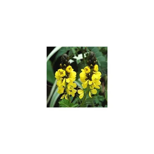 Cassia Corymbosa - Le pot de 3 litres