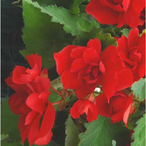Bégonia retombant à fleurs multicolores - Le pot de 0,7 litre