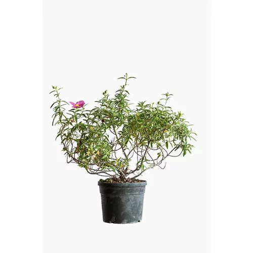 Ciste X Skanbergii (Cistus) rose 30/40. Le pot de 5 litres