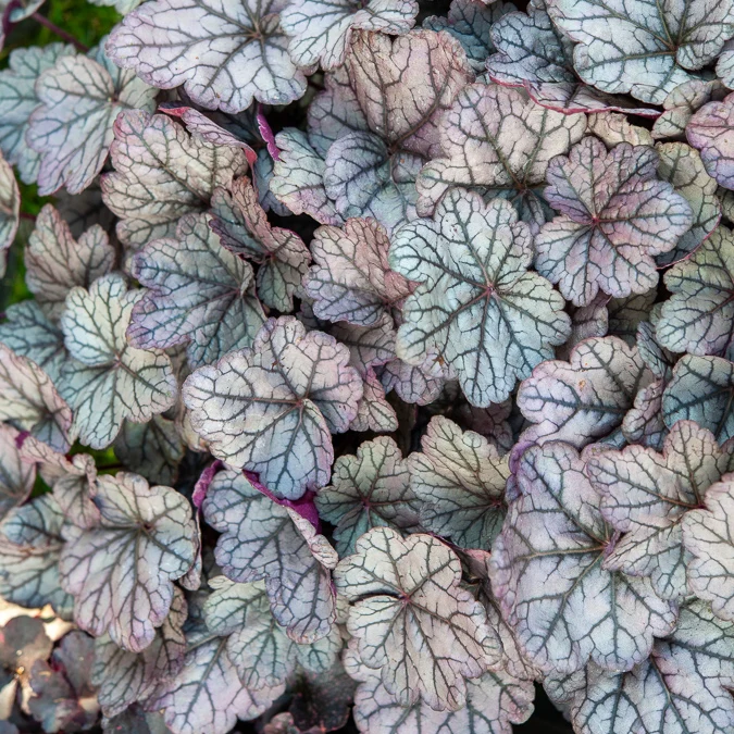 Heuchère Sugar Plum Heuchera Sugar Plum