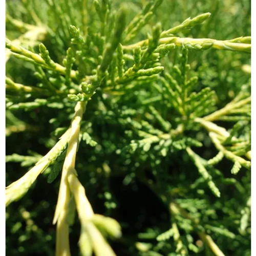 Genévrier Juniperus Media Old Gold 40/60. Le pot de 5 litres