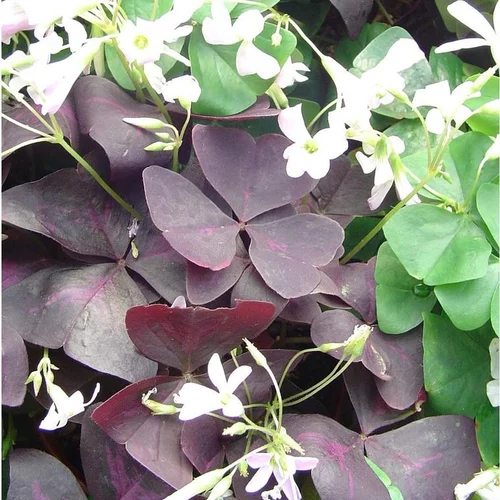 Oxalis trèfle à 4 feuilles - Le pot de 4,5 litres