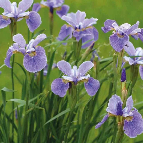 Iris d’Amérique godet 9x9 cm