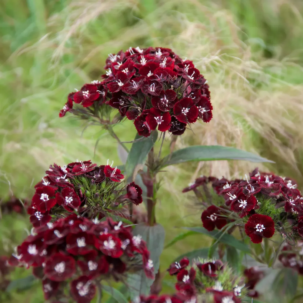 Oeillet de poète Sooty Dianthus barbatus Sooty