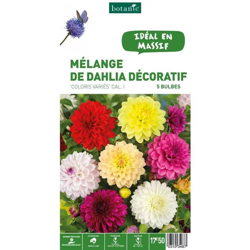 Dahlia Décoratif en mélange botanic® - 5 bulbes