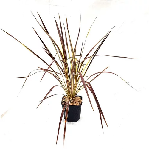 Cordyline Australis Electric Flash marron en pot de 3 L