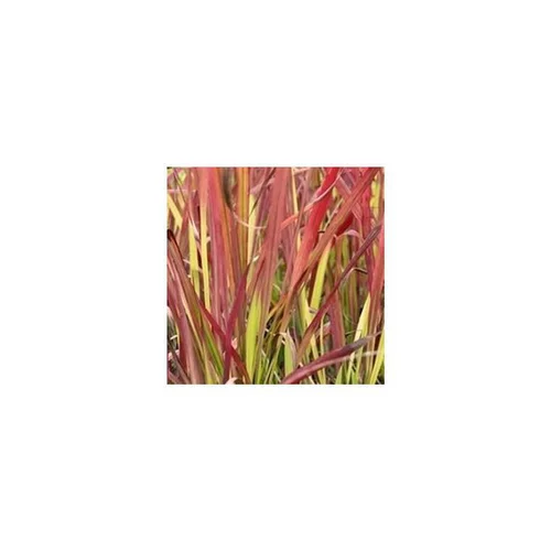 Imperata Cylindrica Red Baron - Le pot de 2 litres