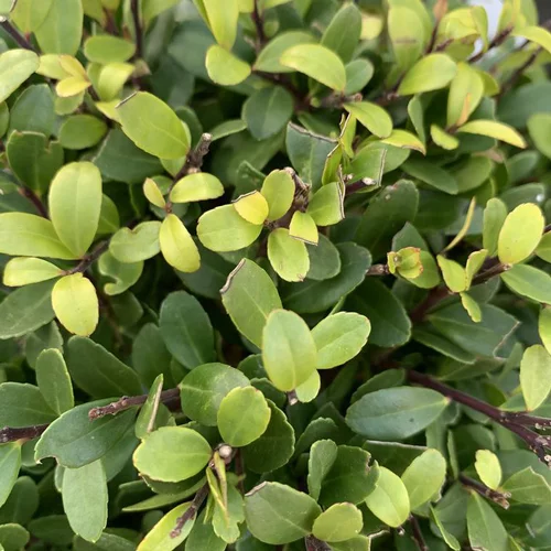 Houx crénelé Dark Green vert. Le pot de 7,5 litres, forme boule