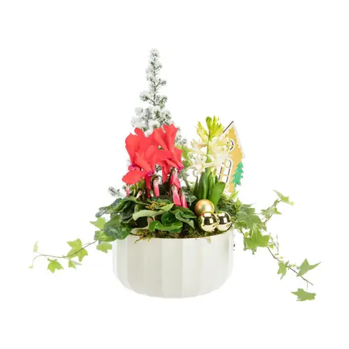 Composition festive pot blanc - Ø 20 cm