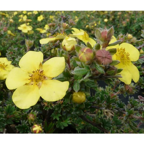 Potentille variée (Potentilla Fructicosa). Le pot de 4 litres