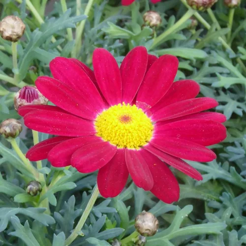Anthémis rouge (Fausse Camomille ou Camomille des teinturiers) à fleurs rouges - Le pot de 9 x 9 cm