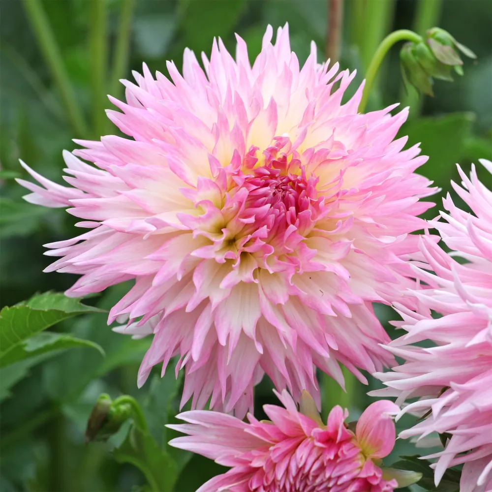 3 Dahlias cactus dentelle Nadia Ruth Dahlia fimbriata 'nadia ruth'
